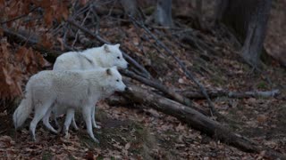 Why Do Wolves Howl?