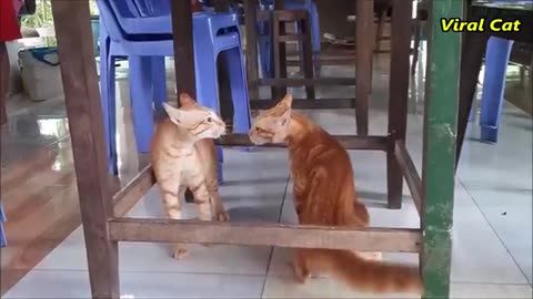 Cats Fighting and Meowing - These two are bloody brothers🤣