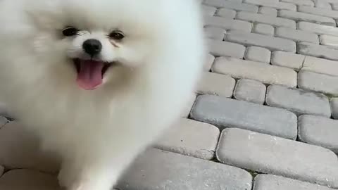 cute white puppy