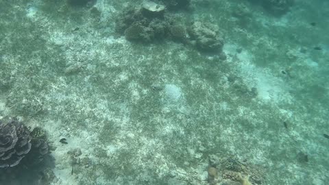 Snorkeling Adventures Philippines. Wow check out all the fish! The blue ones look amazing.