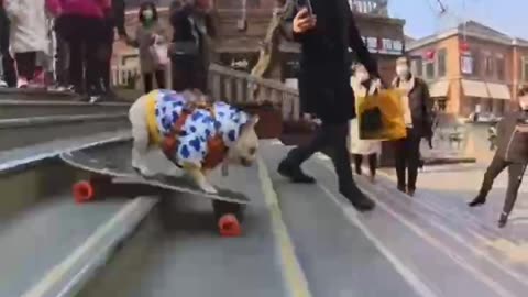 Skateboarding dog