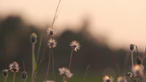 dancing dandelions piano // Royalty Free Copyright Safe Music