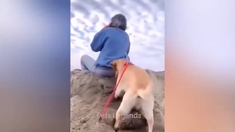 Funny Animal Videos