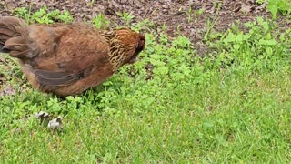 OMC! Brownie out on a windy day - With a guest appearance! #brownie #chickens #hen #shorts #pecking