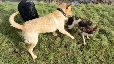 Springer Spaniel v Labrador