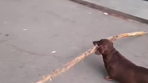 Carrying a big stick 😂😂