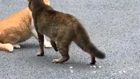 funny dog and cats