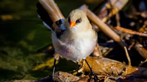 The Bearded Tit: Close Up HD Footage (Panurus biarmicus)