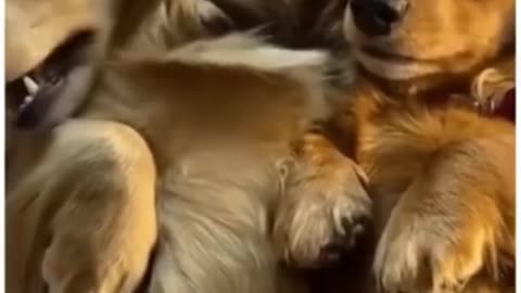 Top Funny Cute Dog Videos and TIKTOK Compilation #short