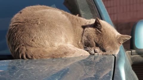 Adorable Cat’s Playful Antics: A Must-Watch Video!