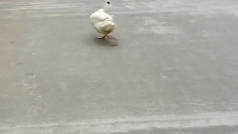 amazing duck funnyanimal dance...