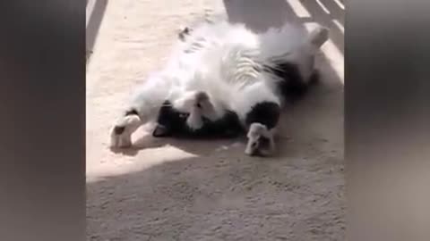 Funniest cats and dogs part 1 life pawty 🐈‍⬛🐕