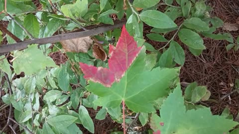 Fall Foliage