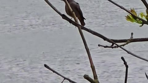 A bird on a branch / beautiful animal in nature.