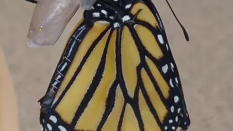 Monarch Butterfly Season 2024 Part 15