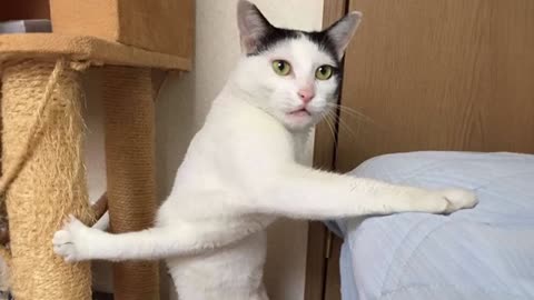 Funny 😂 cat video