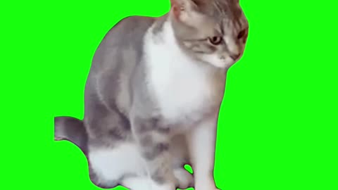 Sometimes I’m Alone – Cat Singing | Green Screen