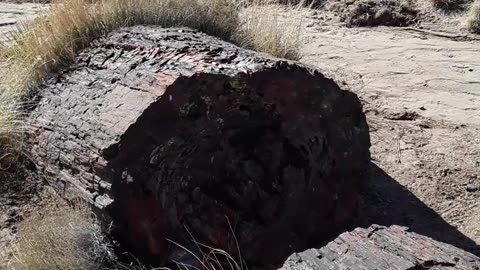 The largest concentration of petrified trees on earth, all tell of Noah's flood.