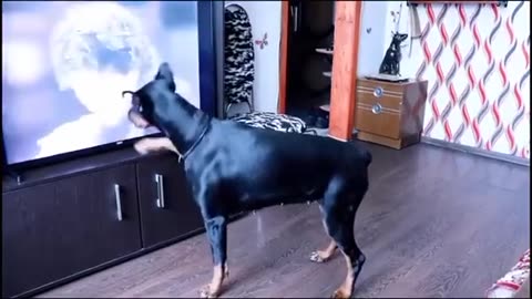 A DOBERMAN 🤩DANCING LIKE MICHAEL JACKSON 😎 DOING 🤣 THE DOGGY😂 MOON WALK