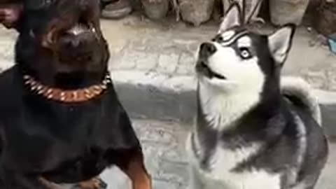 Rottweiler vs husky _ review reloaded _ _rottweiler _shorts