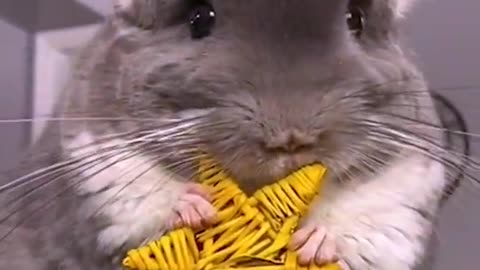 This Adorable Chinchilla Will Make Your Day!