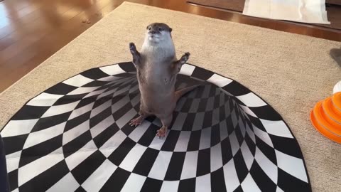 Can Otters See Optical Illusions_ Indoor Sinkhole