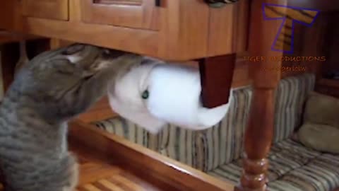 New cats funny videos 2023