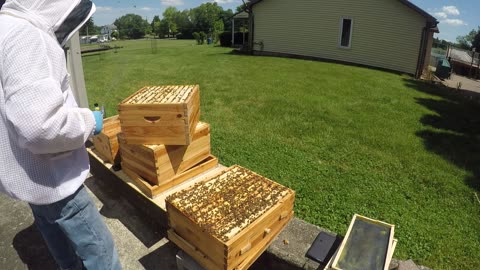 May 31, 2024 Hive Inspection Part II