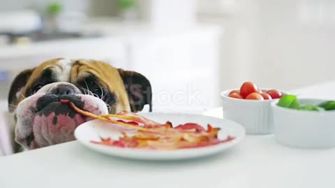 Funny pug hungry eating noodles