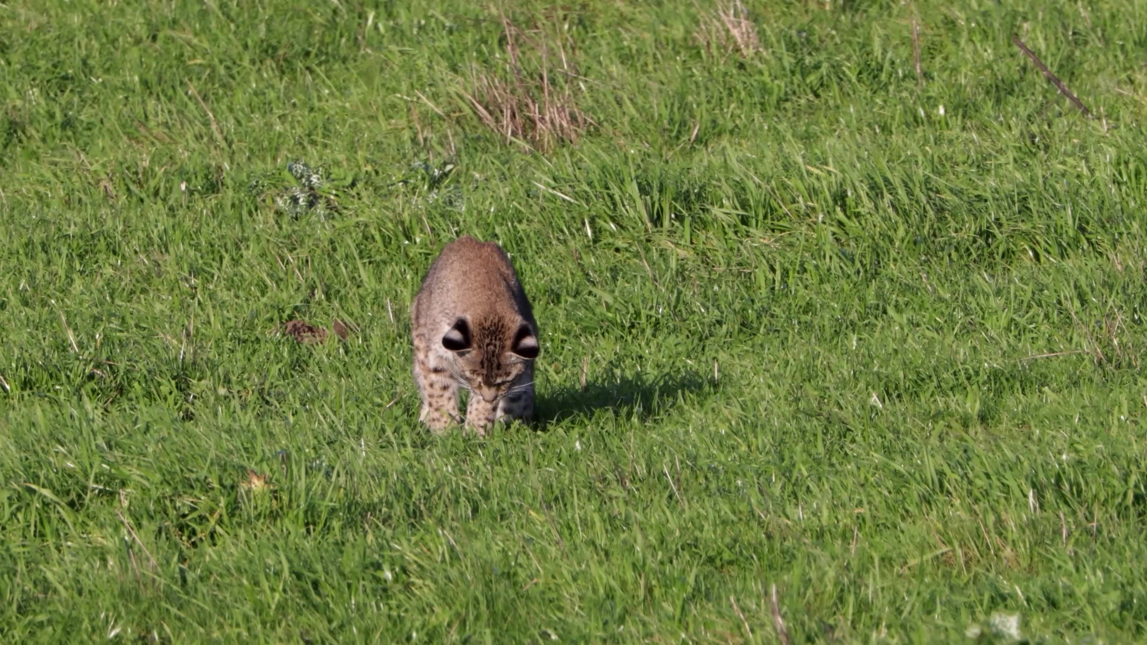 Bobcat Has Successful Hunt