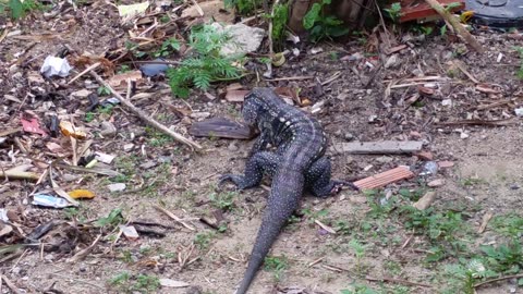 Lagarto Comendo casca de Banana 🤔🤔🤔