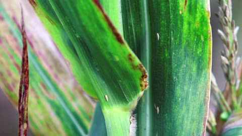 Leafhopper bug plagues Argentina's corn fields