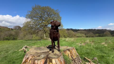 Walk With Chocolate Labrador 🤎