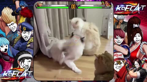 Comical Cats and Dogs Fights for Brawl Stars🤣Try Not To Laugh😹🥊🐶05🔥