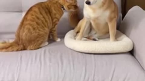 Cute dog and cat fight