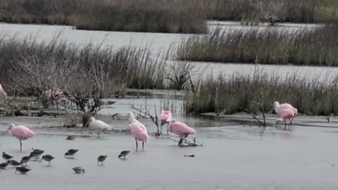 Roseate Spoonbills out on the Wetlands