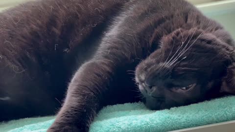 Adopting a Cat from a Shelter Vlog - Cute Precious Piper Rests in Her Spa with Her Head Upside Down