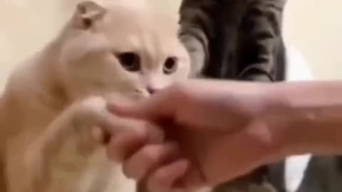 Funny Cat videos