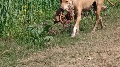 A wild dog brings himself something to eat.