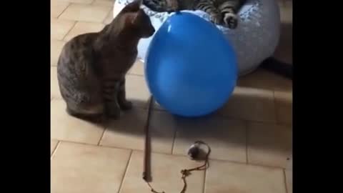 Funny Cat Videos: The best of Rumble