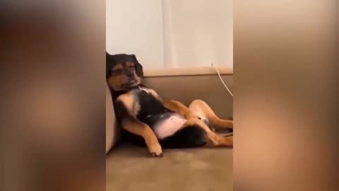 Best Funniest Animals Complication Found On Internet😂 #Part 5 - Try Not To Laugh 😜😍 #funnyvideo