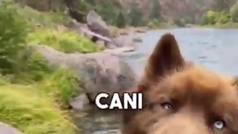 😻L’husky è un cane adorabile e uno dei più belli del mondo! 😳 #shortvideo #animali #cane #husky