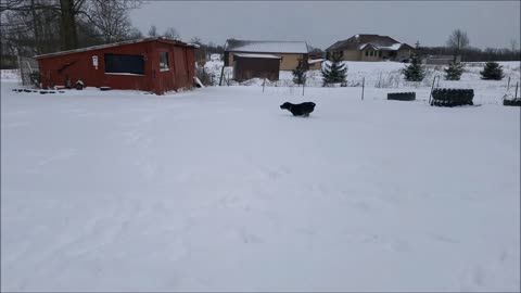 Marley In The Snow Having Fun