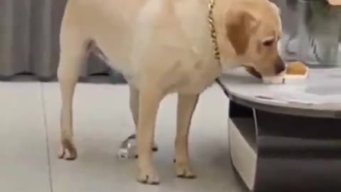 Funny Dog Videos