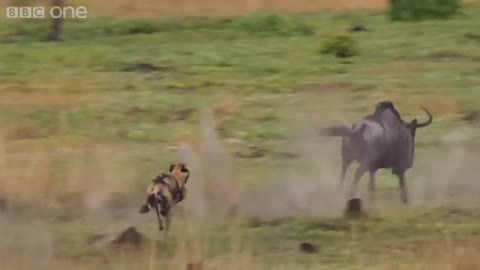 The power of the pack! Wild dogs' AMAZING relay hunting strategy | Life Story - BBC