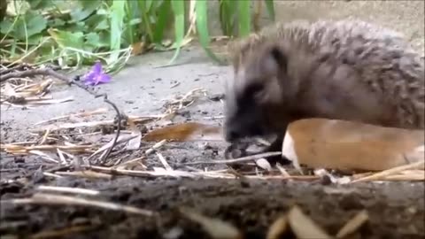 Cute little hedgehod