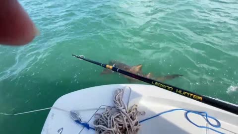 Fishing Nurse Shark!