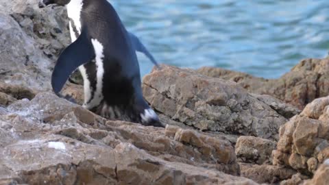 Penguins are adorable!