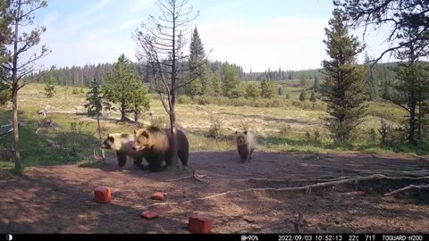 Grizzly Bear Dancing