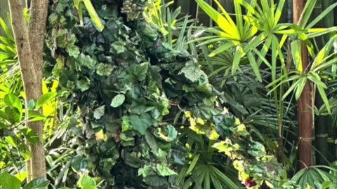 Walt Disney World Animal Kingdom Plant Lady - Can You Find Her? #shorts